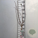 Prunus nipponica 'Ruby' 60 cm stam 7,5L