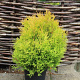 Thuja occ. 'Rheingold' 25-30 cm 5,0L