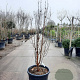 Acer griseum 125-150 cm 50L