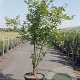 Acer griseum 150-175 cm 35L