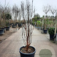 Acer griseum 150-175 cm 50L