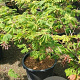 Acer japonicum 'Aconitifolium' 100-125 cm 50L