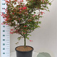 Acer pal. 'Deshojo' 100-125 cm 20L