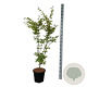 Acer pal. 'Summer Gold' 125-150 cm 15L