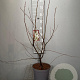 Amelanchier lamarckii 60-80 cm 4,0L