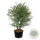Amelanchier lamarckii 225-250 cm cont. 285L solitair