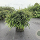 Berberis frikartii 'Amstelveen' 80-100 cm 20L breed