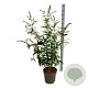 Buddleja d. 'Black Knight' 100-125 cm 15L