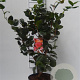 Camellia j. 'Curly Lady' 60-70 cm 5,0L