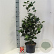 Camellia j. 'Curly Lady' 60-70 cm 5,0L