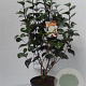 Camellia j. 'Powder Puff' 60-70 cm 5,0L