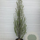 Carpinus bet. 'Fastigiata' 300-350 cm container meerstammig