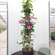 Clematis 'Ville de Lyon' 175-200 cm 20L 3 stok