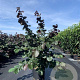 Corylus m. 'Purpurea' 150-175 cm 20L