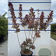 Cotinus cog. 'Royal Purple' 100-125 cm 20L