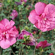 Hibiscus syr. Magenta Chiffon 60-80 cm 20L breed