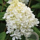Hydrangea a. 'Grandiflora' 80-100 cm 20L