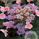 Hydrangea asp. Hot Chocolate 100-125 cm 20L