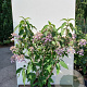 Hydrangea villosa 200-250 cm 20L