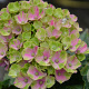 Hydrangea macrophylla 'Magical Amethyst' 50-60 cm 20L