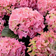 Hydrangea macrophylla 'Rosalia' 60-80 cm 20L breed