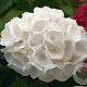 Hydrangea m. 'The Bride' 80-100 cm 50L