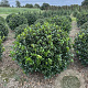 Ilex meserv. 'Blue Prince' 60-70 cm met kluit bol