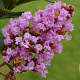 Lagerstroemia indica 'Pink Grand Sud' 125-150 cm 20L