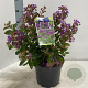 Lagerstroemia i. Purple Star 30-40 cm 5,0L