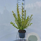 Ligustrum oval. 'Aureum' 60-80 cm 4,0L