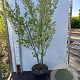 Ligustrum oval. 'Aureum' 100-125 cm 12L