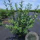 Ligustrum vulg. 'Atrovirens' 60-80 cm 4,0L