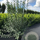 Ligustrum vulg. 'Atrovirens' 100-125 cm 12L