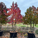 Liquidambar s. 'Worplesdon' 250-300 cm container meerstammig