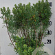 Myrica gale 80-100 cm 20L