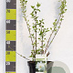 Philadelphus 'Virginal' 100-125 cm 12L