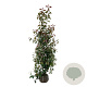 Photinia fraseri 'Red Robin' 175-200 cm met kluit extra
