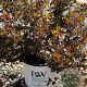 Physocarpus opulif. Tiny Wine 60-80 cm 20L breed