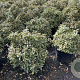 Pittosporum tob. 'Neige du Mont Ventoux'® 60-80 cm 20L breed