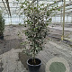 Quercus ilex 100-125 cm 20L