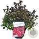 Rhod. (AJ) 'Maruschka' rood 25-30 cm 4,0L
