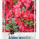 Rhod. (AJ) 'Maruschka' rood 25-30 cm 4,0L