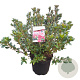 Rhododendron (AJ) 'Florida' 40-50 cm 10L