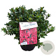 Rhododendron (AJ) Geisha Red 25-30 cm 4,0L