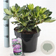 Rhododendron 'Goldflimmer' 30-40 cm 5,0L