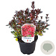 Rhododendron (AJ) 'Little Red' 20-25 cm 2,0L