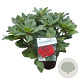 Rhododendron 'Lord Roberts' 30-40 cm 5,0L struik