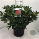 Rhododendron 'Lord Roberts' 60-70 cm 20L