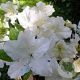 Rhododendron (AZ) 'Mary Helen' 20-25 cm 2,0L
