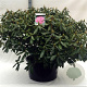 Rhododendron 'Roseum Elegans' 80-100 cm cont. 80L